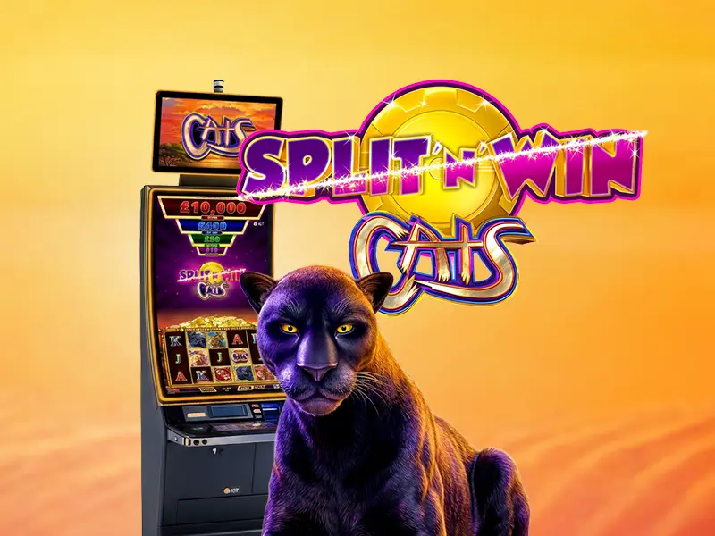 Split 'N' Win Cats